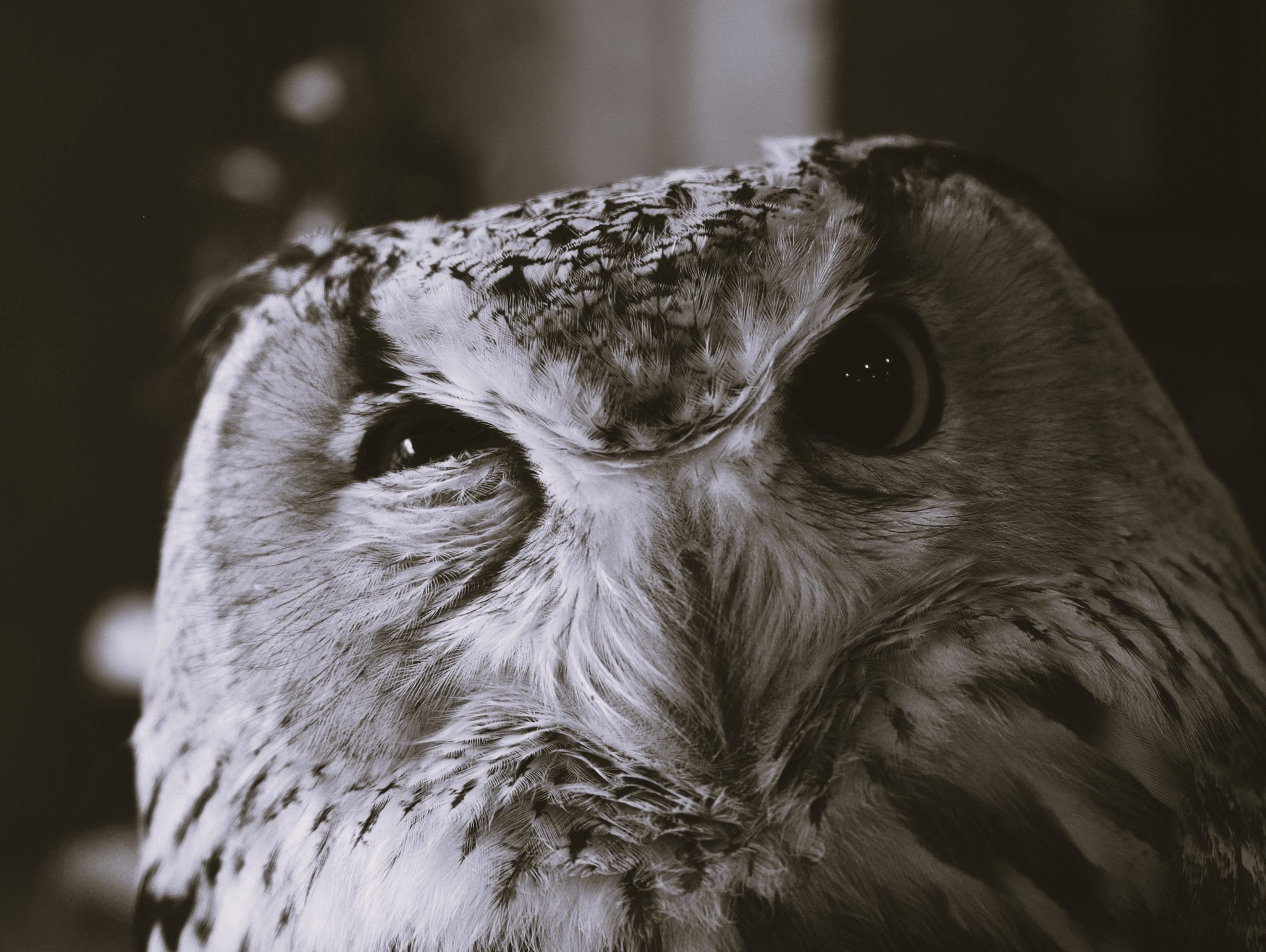 joe green bfJjBskA3gA unsplash cropped