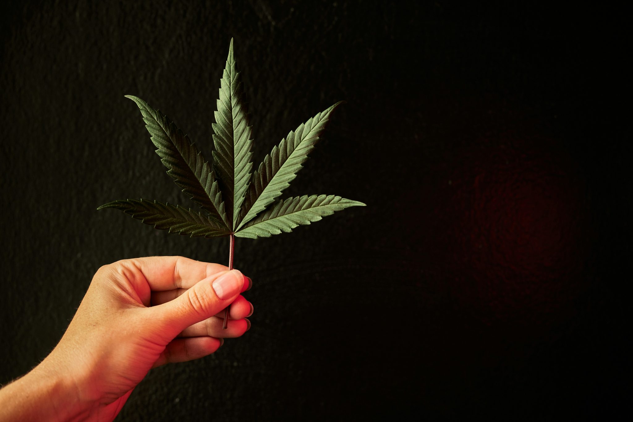 natalia blauth 1KL9p9LUT0s unsplash